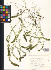 Elodea canadensis Michx., Eastern Europe, Northern region (E1) (Russia)