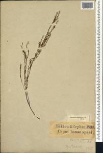 Coleonema juniperinum (Spreng.) Sond., Africa (AFR) (South Africa)