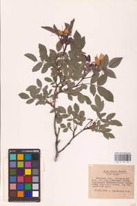 Rosa glauca Pourr., Eastern Europe, Central forest-and-steppe region (E6) (Russia)