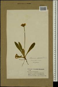 Pilosella officinarum Vaill., Eastern Europe, Central forest region (E5) (Russia)