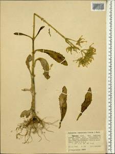 Kalanchoe lanceolata (Forssk.) Pers., Africa (AFR) (Ethiopia)
