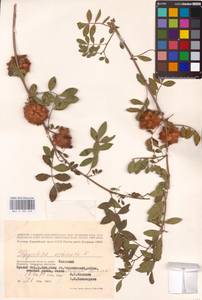 Glycyrrhiza echinata L., Eastern Europe, Lower Volga region (E9) (Russia)