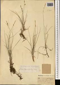 Carex korshinskyi Kom., Mongolia (MONG) (Mongolia)