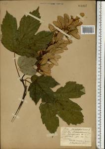 Acer pseudoplatanus L., Eastern Europe, Belarus (E3a) (Belarus)