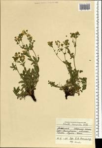 Potentilla tanacetifolia Willd. ex D. F. K. Schltdl., Mongolia (MONG) (Mongolia)