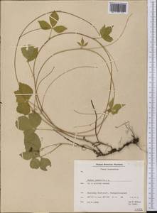Rubus saxatilis L., America (AMER) (Greenland)