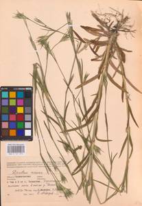 Dianthus armeria L., Eastern Europe, North Ukrainian region (E11) (Ukraine)