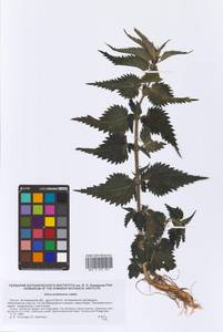 Urtica dioica subsp. pubescens (Ledeb.) Domin, Eastern Europe, Lower Volga region (E9) (Russia)