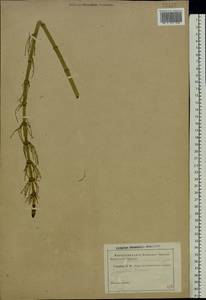 Equisetum fluviatile L., Eastern Europe (no precise locality) (E0) (Not classified)
