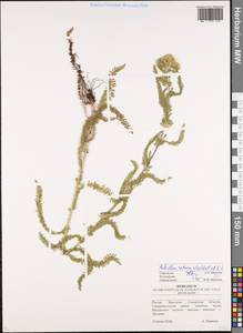 Achillea setacea Waldst. & Kit., Eastern Europe, Middle Volga region (E8) (Russia)