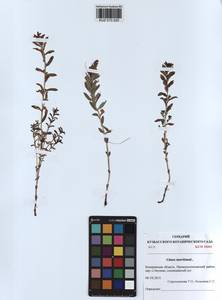 Lysimachia maritima (L.) Galasso, Banfi & Soldano, Siberia, Altai & Sayany Mountains (S2) (Russia)