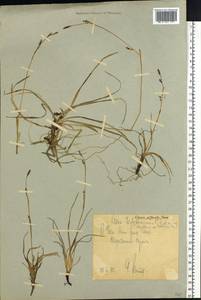 Carex algida Turcz. ex V.I.Krecz., Siberia, Chukotka & Kamchatka (S7) (Russia)