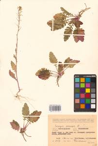 Rhamphospermum arvense (L.) Andrz. ex Besser, Eastern Europe, Lower Volga region (E9) (Russia)