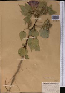 Gossypium herbaceum, Middle Asia, Syr-Darian deserts & Kyzylkum (M7) (Uzbekistan)