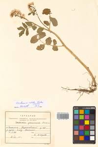 Cardamine yezoensis Maxim., Siberia, Russian Far East (S6) (Russia)