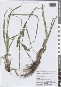 Carex rostrata Stokes, Siberia, Central Siberia (S3) (Russia)