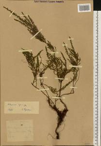 Calluna vulgaris (L.) Hull, Eastern Europe, North-Western region (E2) (Russia)