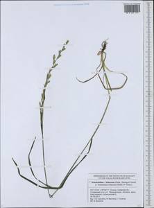 Festulolium loliaceum (Huds.) P.Fourn., Eastern Europe, Middle Volga region (E8) (Russia)