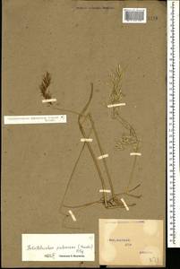 Avenula pubescens (Huds.) Dumort., Caucasus, Stavropol Krai, Karachay-Cherkessia & Kabardino-Balkaria (K1b) (Russia)