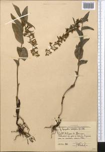 Epipactis helleborine (L.) Crantz, Middle Asia, Western Tian Shan & Karatau (M3) (Uzbekistan)