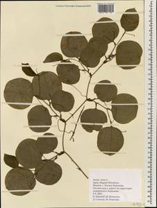 Smilax china L., South Asia, South Asia (Asia outside ex-Soviet states and Mongolia) (ASIA) (Japan)