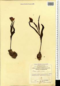 Tulipa julia K.Koch, Caucasus, Azerbaijan (K6) (Azerbaijan)