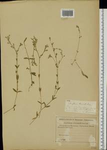 Cerastium holosteoides Fries emend. Hyl., Eastern Europe, Middle Volga region (E8) (Russia)