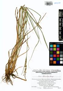 Carex heterolepis Bunge, Siberia, Baikal & Transbaikal region (S4) (Russia)