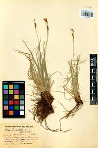 Carex lanceolata Boott, Siberia, Baikal & Transbaikal region (S4) (Russia)