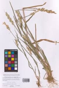 Triticum aestivum L., Eastern Europe, Moscow region (E4a) (Russia)