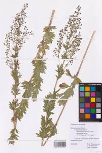 Thalictrum simplex L., Eastern Europe, Central forest-and-steppe region (E6) (Russia)