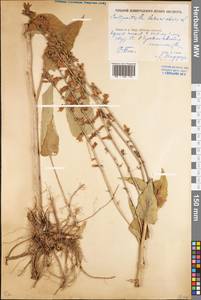 Campanula bononiensis L., Eastern Europe, Rostov Oblast (E12a) (Russia)