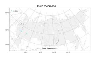 Inula racemosa Hook. fil., Atlas of the Russian Flora (FLORUS) (Russia)