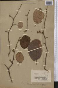 Hamamelis virginiana L., America (AMER) (United States)