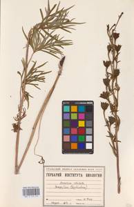 Aconitum volubile Pall., Eastern Europe, Eastern region (E10) (Russia)