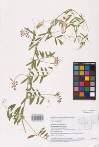 Vicia biennis L., Eastern Europe, Central region (E4) (Russia)