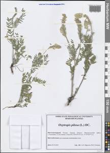 Oxytropis pilosa (L.) DC., Siberia, Western Siberia (S1) (Russia)