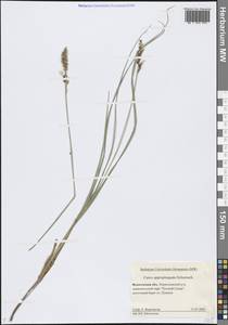 Carex appropinquata Schumach., Eastern Europe, Northern region (E1) (Russia)