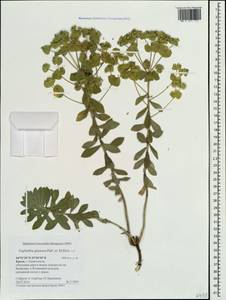 Euphorbia glareosa Pall. ex M.Bieb., Crimea (KRYM) (Russia)