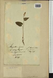 Maianthemum bifolium (L.) F.W.Schmidt, Eastern Europe, Lithuania (E2a) (Lithuania)