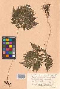 Athyrium spinulosum (Maxim.) Milde, Siberia, Russian Far East (S6) (Russia)