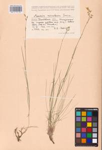 Eremogone saxatilis (L.) Ikonn., Eastern Europe, Central forest-and-steppe region (E6) (Russia)