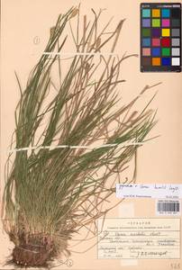 MHA0040607_1, Carex michelii Host, Eastern Europe, Central forest-and-steppe region (E6) (Russia)