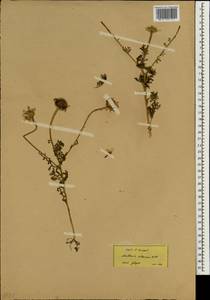 Cota altissima (L.) Gay, South Asia, South Asia (Asia outside ex-Soviet states and Mongolia) (ASIA) (Turkey)
