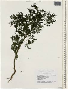 Artemisia annua L., Crimea (KRYM) (Russia)