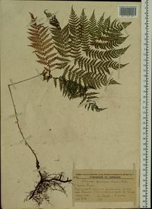 Athyrium spinulosum (Maxim.) Milde, Siberia, Russian Far East (S6) (Russia)