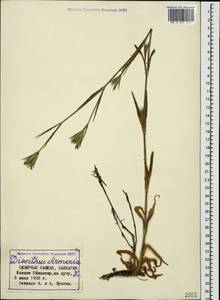 Dianthus armeria L., Caucasus, Stavropol Krai, Karachay-Cherkessia & Kabardino-Balkaria (K1b) (Russia)