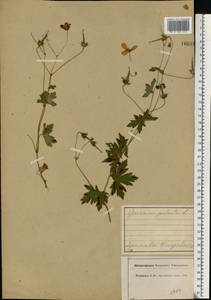 Geranium palustre L., Eastern Europe, Central forest region (E5) (Russia)