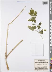 Chaerophyllum temulum L., Eastern Europe, Rostov Oblast (E12a) (Russia)