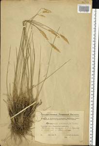 Agropyron fragile (Roth) P.Candargy, Eastern Europe, Middle Volga region (E8) (Russia)